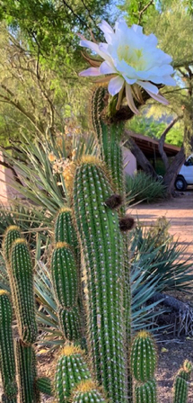 June 14
 - Look what greeted us on our walk today - a gorgeous single bloom!